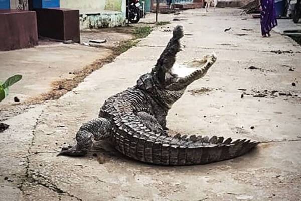 Crocodile wanders into an Indian village