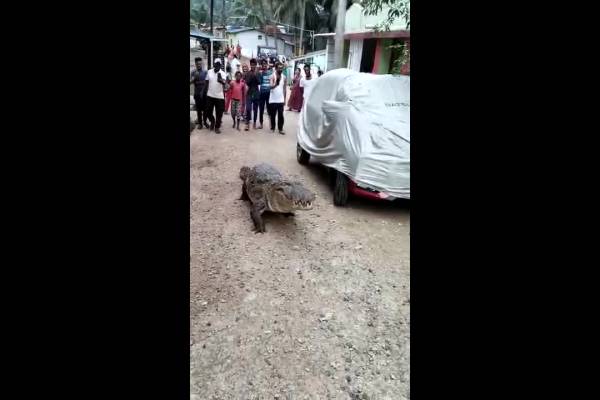 Crocodile wanders into an Indian village