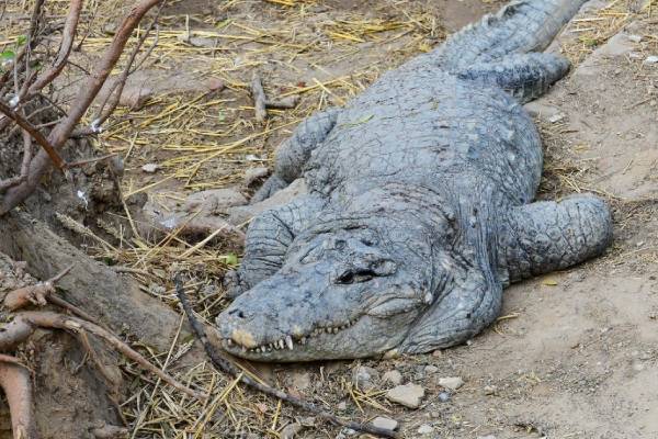 Crocodile wanders into an Indian village