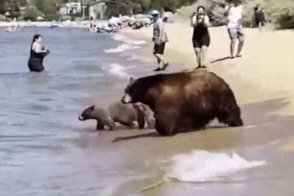 Family of bears takes a dip in Lake Tahoe to beat the heat