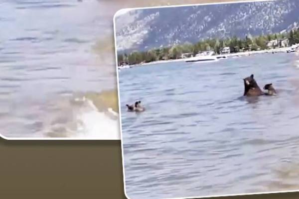 Family of bears takes a dip in Lake Tahoe to beat the heat