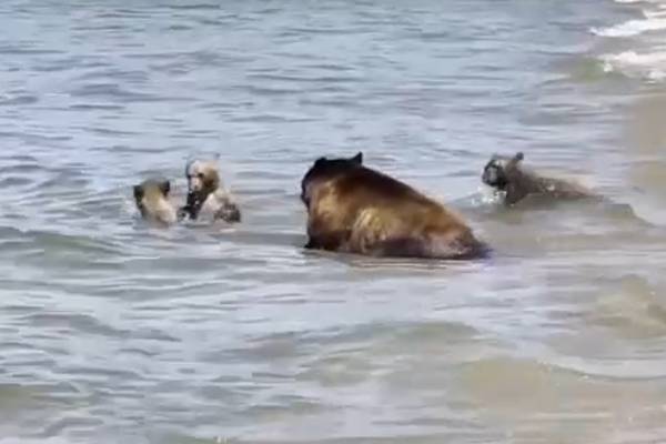 Family of bears takes a dip in Lake Tahoe to beat the heat