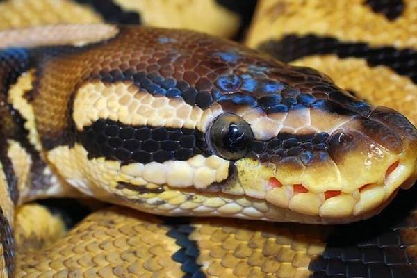 Giant python rescued from a water tank