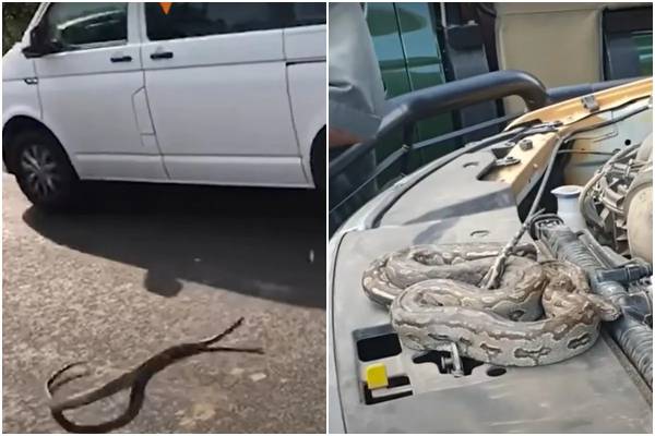 Giant python rescued from a water tank