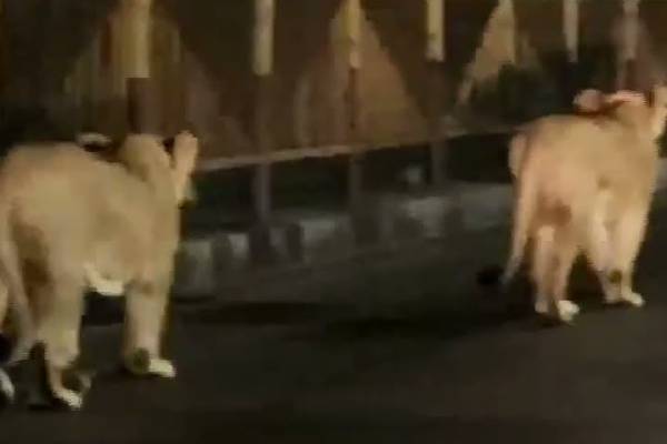 This family of lions walks down the streets at night