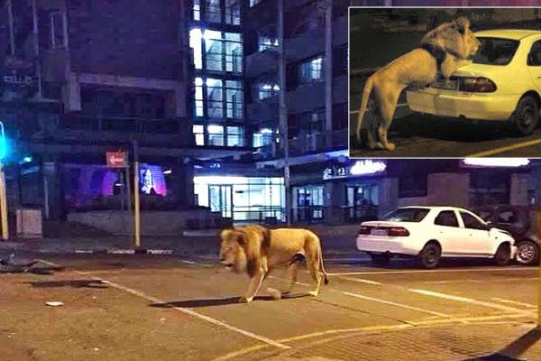 This family of lions walks down the streets at night