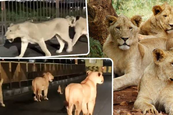 This family of lions walks down the streets at night